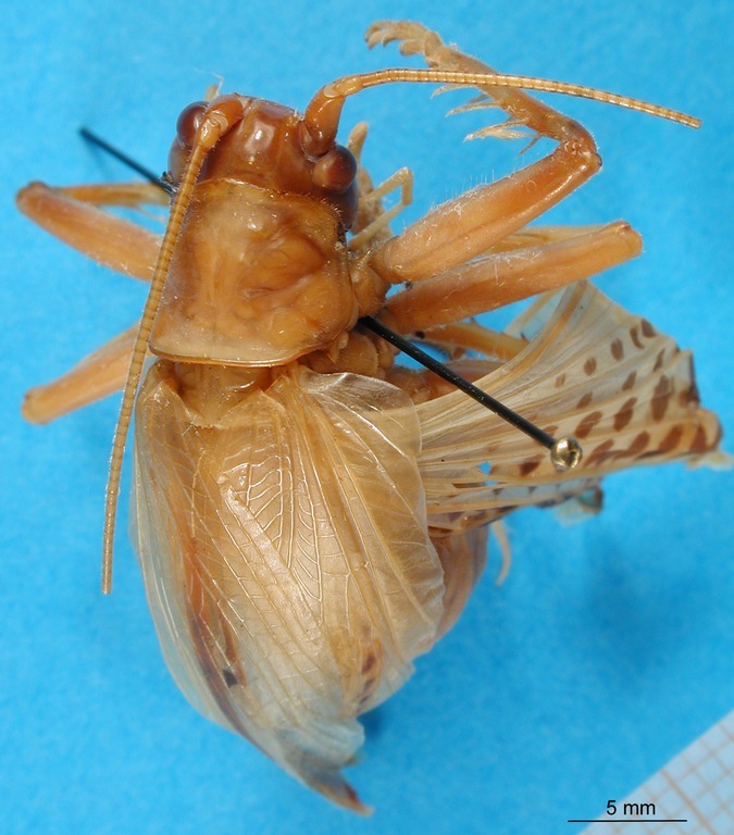 CollectionObject 1500135; 82fecd61-2350-45c6-bb44-9675a7ed1e29, DORSA BSal033S01: female, dorsal view (syntype). (CollectionObject).