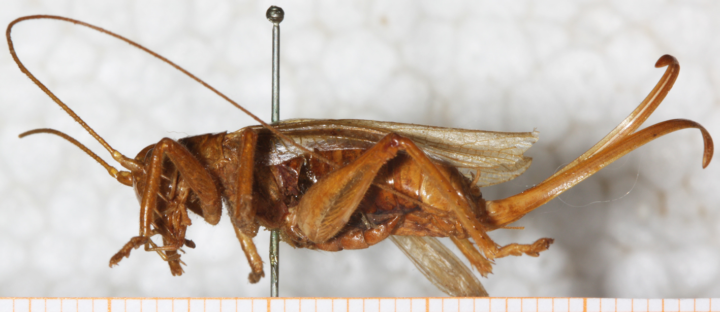 CollectionObject 1531188; 50b062db-a865-4c00-ae02-37d0a1f89f8b: female, lateral view (holotype of Gryllacris haitensis). (CollectionObject).