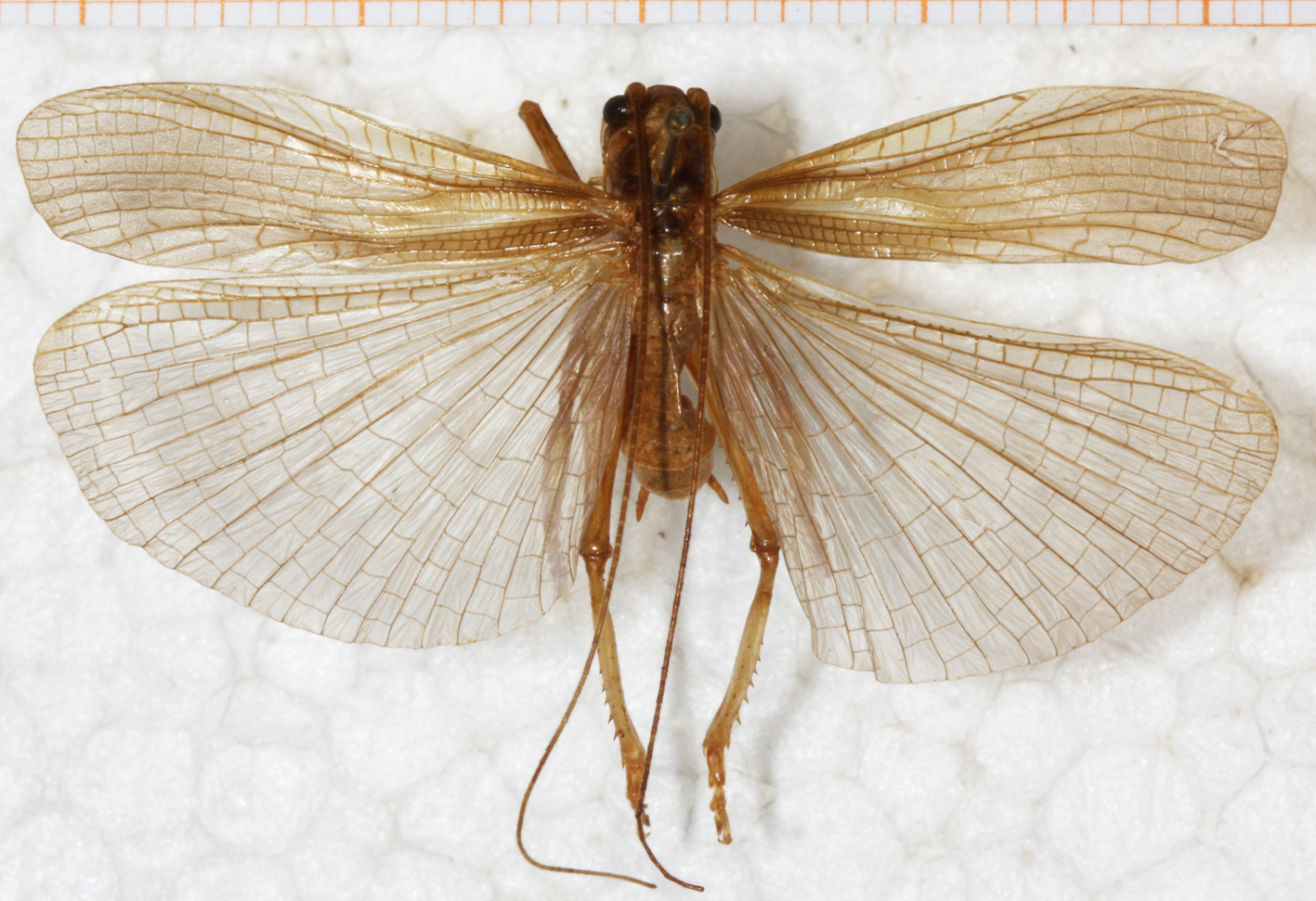 CollectionObject 1531189; 9dc3a644-bff8-4e2c-8ce5-2abb23df0406: male, dorsal view (holotype). (CollectionObject).