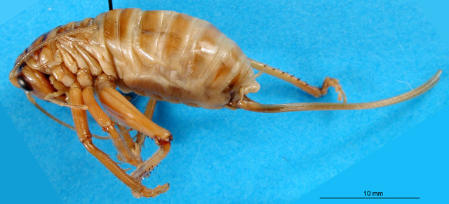 CollectionObject 1500141; c973eebd-5aed-4265-a278-bc7769bffb9f, DORSA BSal021S01: female, lateral view (holotype). (CollectionObject).