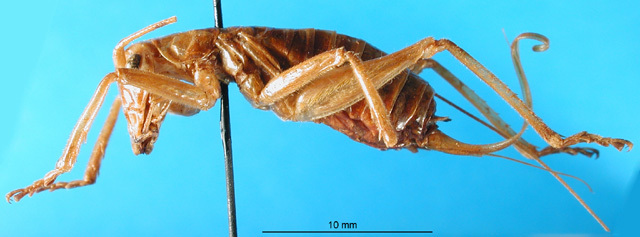 CollectionObject 1500312; 8727d567-8bd5-45bc-b68d-9d6ae585b4c3: female, lateral view (syntype). (CollectionObject).