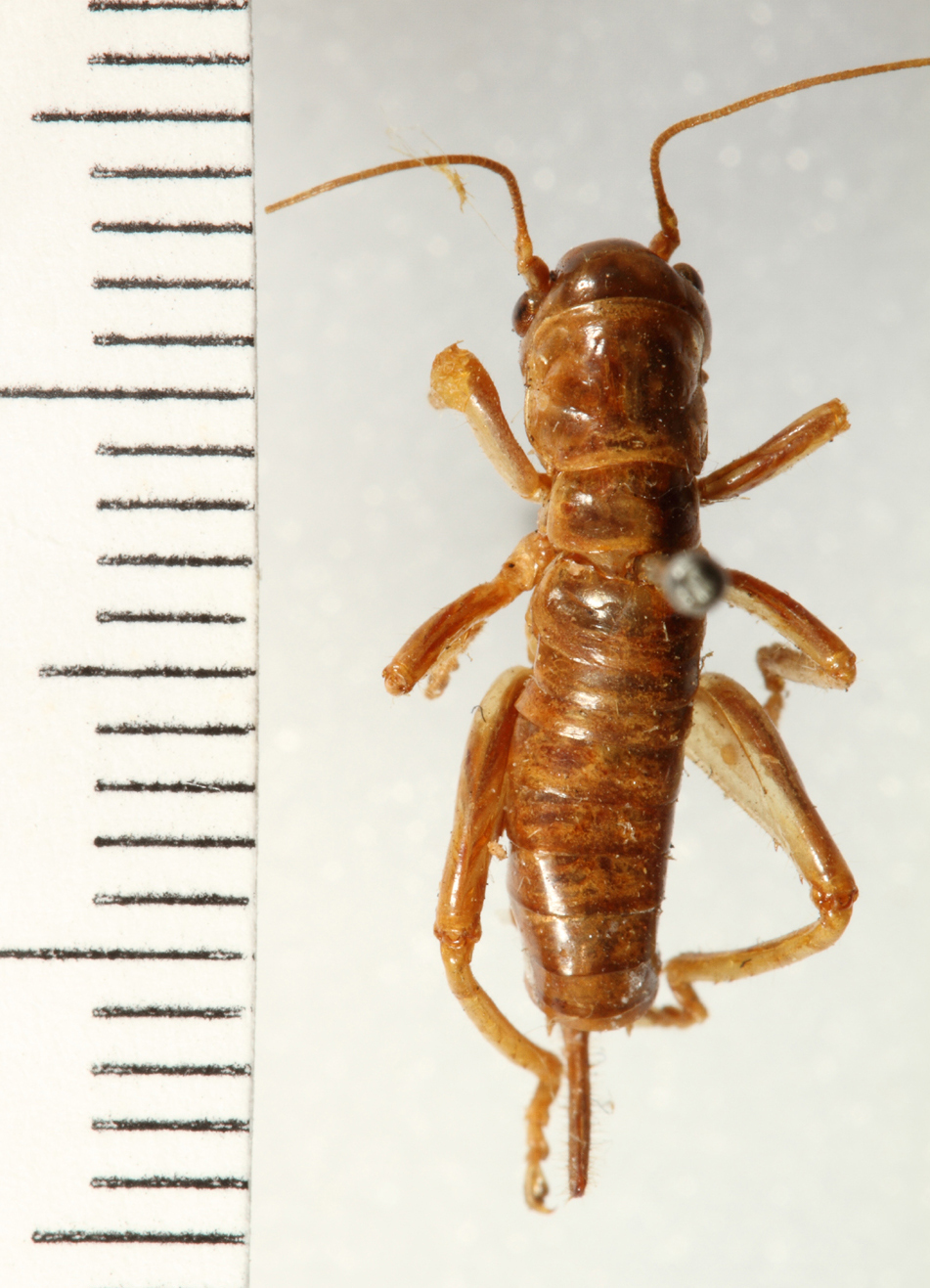 CollectionObject 1529553; 0bd6066a-2dfd-4b72-9e4e-64852ca2f2fb: female, dorsal view (holotype). (CollectionObject).