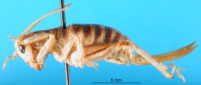 CollectionObject 1500142; 5b0f9293-1530-4cc3-ac88-1d8abfce84d3, MfN 752: female, lateral view (holotype). (CollectionObject).