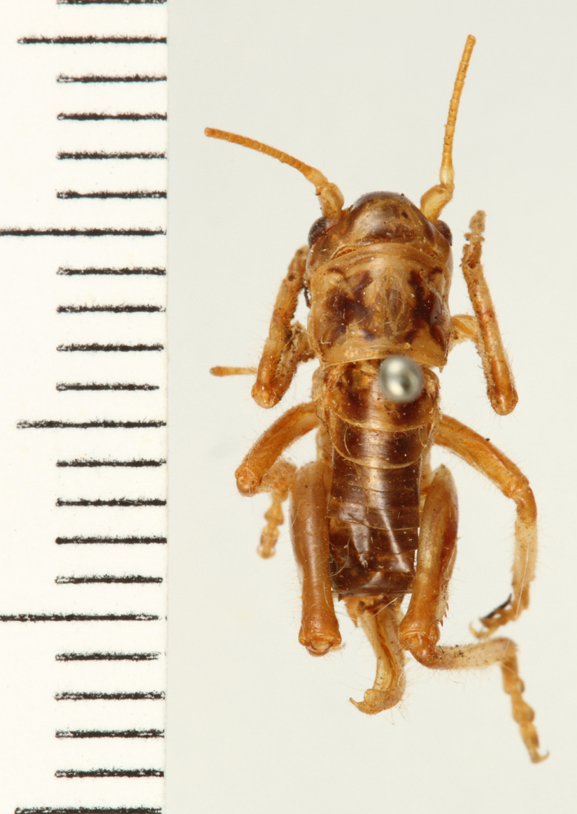 CollectionObject 1530634; 9fa0329a-0501-4874-a84c-019483497429: female, dorsal view (allotype). (CollectionObject).