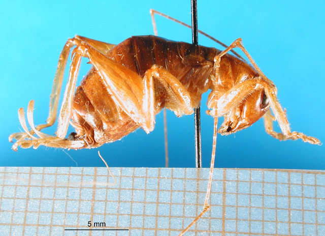 CollectionObject 1500143; 10b7b987-9612-4612-bf01-d3574b0a0069: female, lateral view (syntype). (CollectionObject).