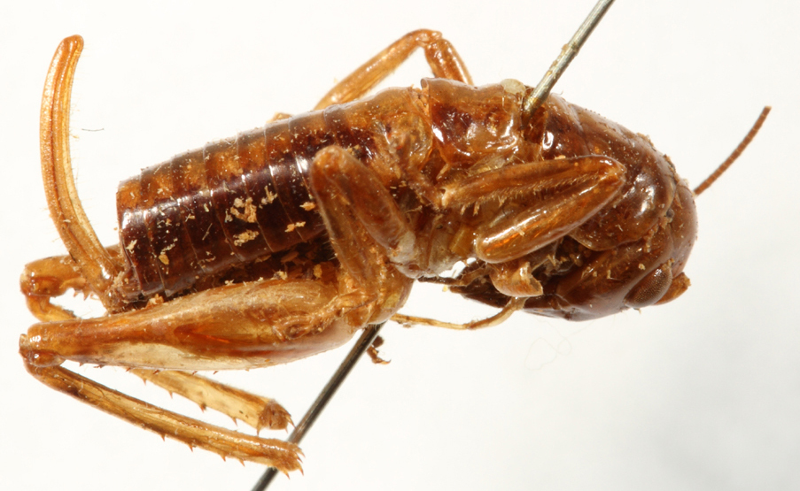 CollectionObject 1529556; 00a432b4-f715-426b-8202-90dae9bc3ce3: female, dorso-lateral view (holotype). (CollectionObject).