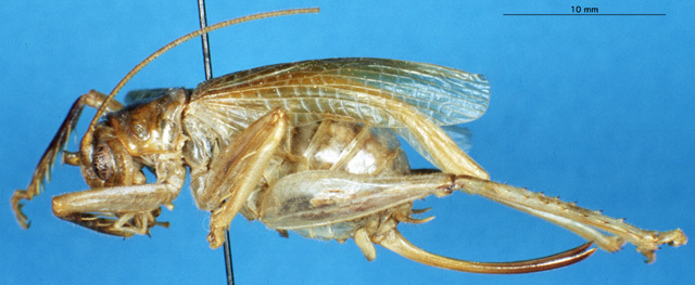 CollectionObject 1507142; 833b6803-5308-4770-abea-5a5066488905: female, lateral view. (CollectionObject).