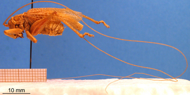 CollectionObject 1505408; a98b5c8e-6c7f-4abc-bc71-a626929d323d: male, lateral view. (CollectionObject).