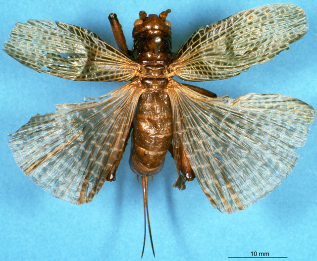 CollectionObject 1506911; aa56acb1-5004-44bd-8dfe-ee6ac7653f63: female, dorsal view (holotype). (CollectionObject).