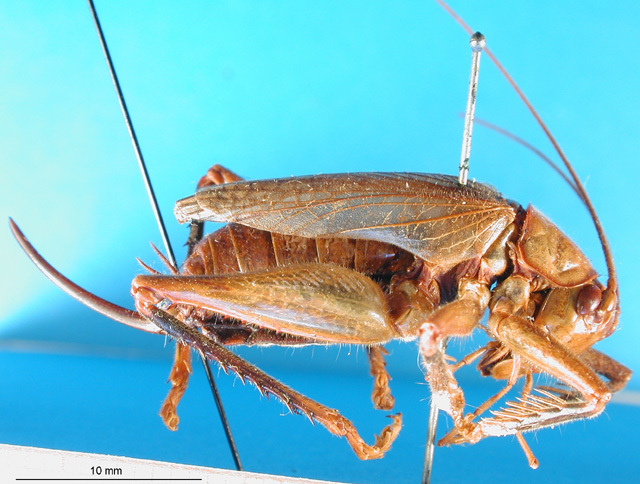 CollectionObject 1500144; 9e97be46-c53d-4377-bfe8-0af0198af28d, MfN 3081: female, lateral view (holotype). (CollectionObject).