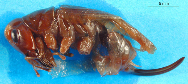 CollectionObject 1500145; DORSA BSal018S01, 8ed54d80-4b41-45e7-b0c2-6bd457963bbd: female, lateral view (holotype). (CollectionObject).