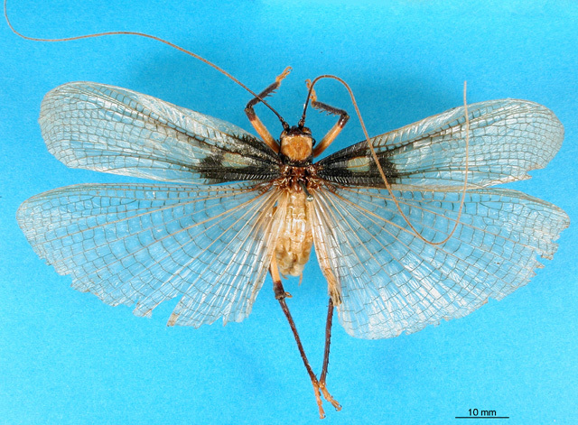 CollectionObject 1502564; 99e604d4-d5bb-4e69-bee8-6af39d9938b0: male, dorsal view. (CollectionObject).
