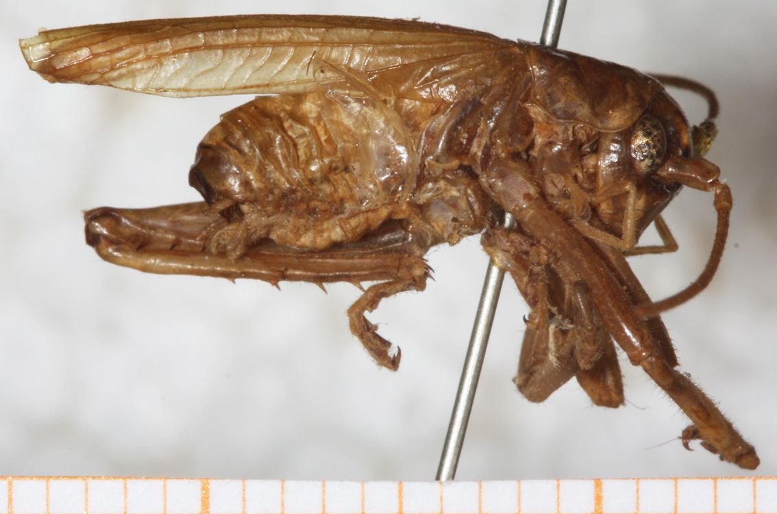CollectionObject 1531223; 5506879c-b632-44ef-a183-f77324bcecae: male, lateral view (holotype). (CollectionObject).
