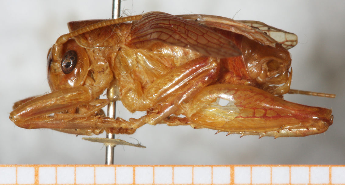 CollectionObject 1531224; NMW 22.610, e0ea1188-261d-49f0-ab08-f0e093923d88: male, left lateral view (holotype). (CollectionObject).