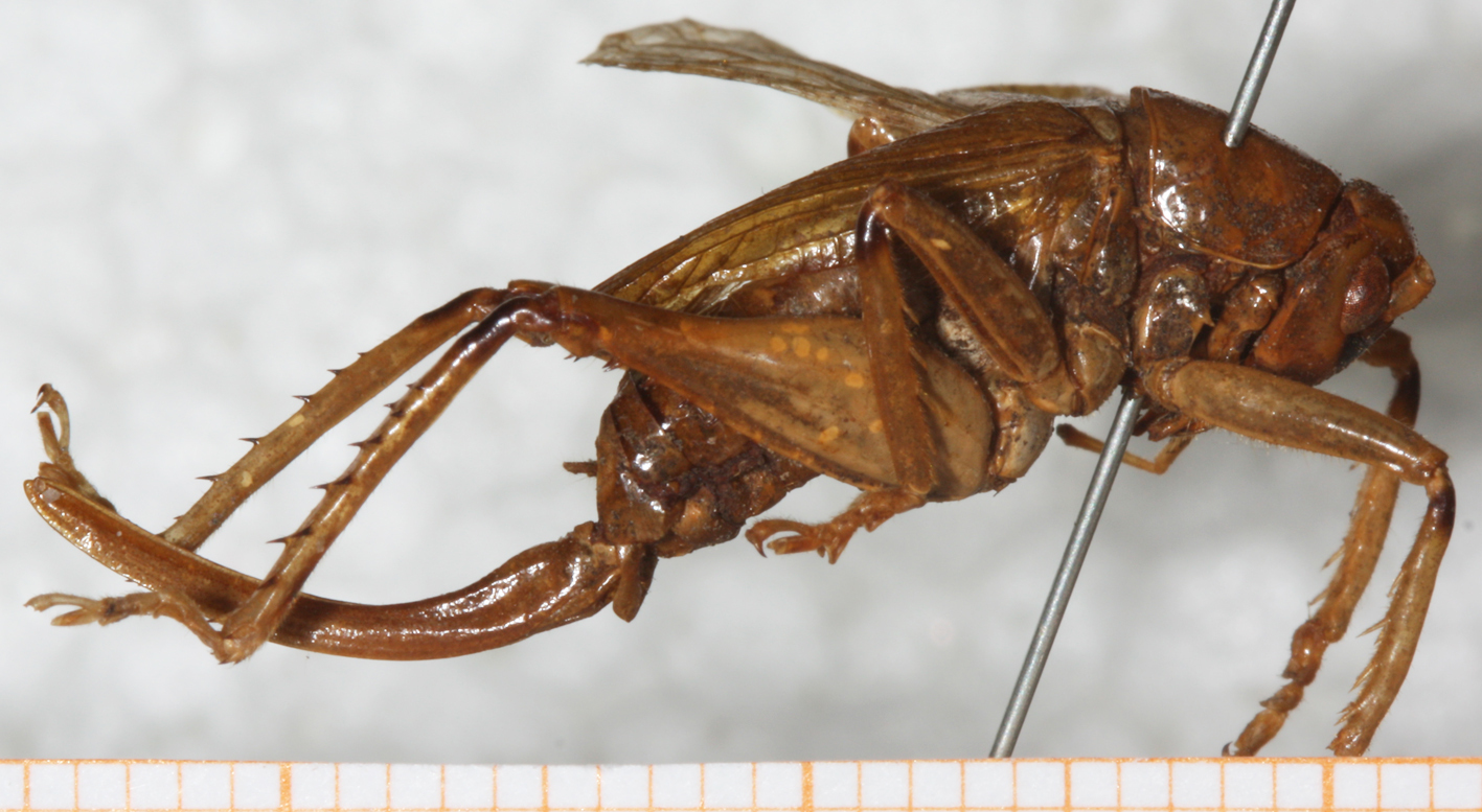 CollectionObject 1531226; eefeb7d3-fd8a-457c-964c-20920b922997: female, lateral view (holotype). (CollectionObject).