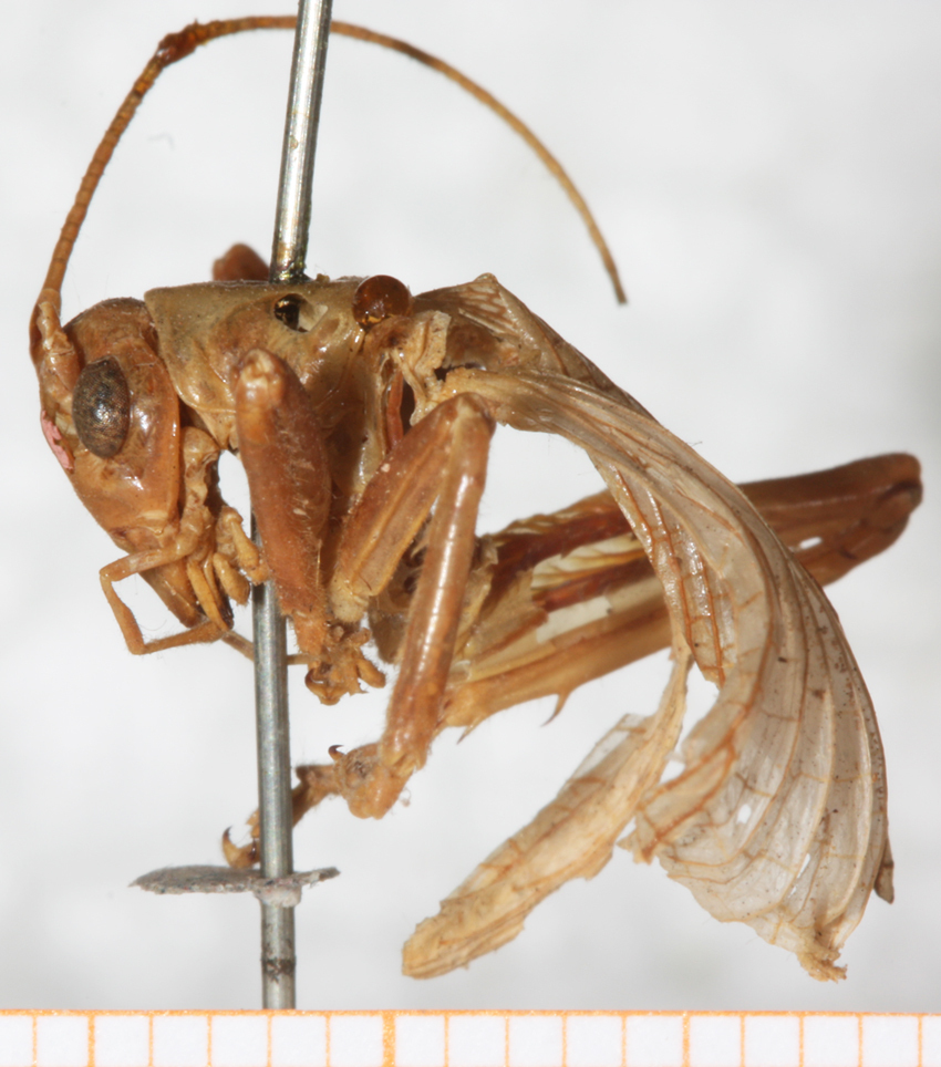 CollectionObject 1531228; NMW 4711, b944dedf-5918-4225-b07d-5a826b91869d: lateral view (syntype or holotype). (CollectionObject).