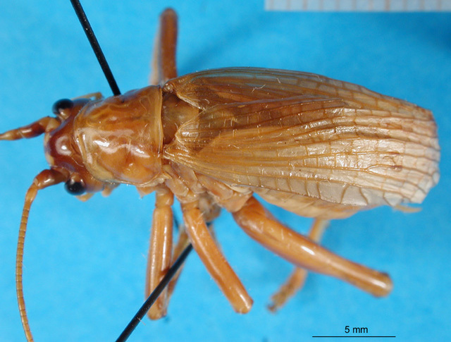 CollectionObject 1500150; f5dbc605-7269-4c18-b974-50285608843b: male, dorsal view (holotype). (CollectionObject).