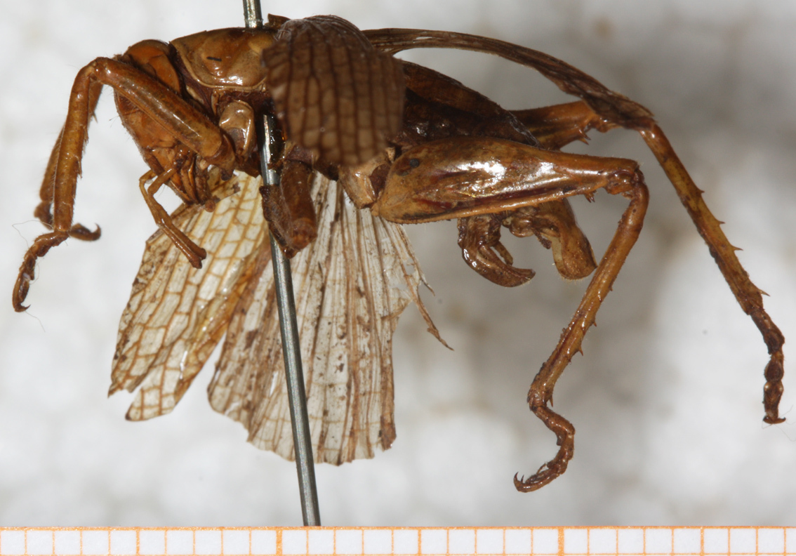 CollectionObject 1532808; b96a1334-2cde-4f7b-9b80-c34a0de5b442: male, lateral view (syntype). (CollectionObject).