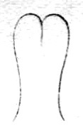 Brachyntheisogryllacris bertrandi (Bolívar, 1900): Fig. 22. female subgenital plate. (Otu).