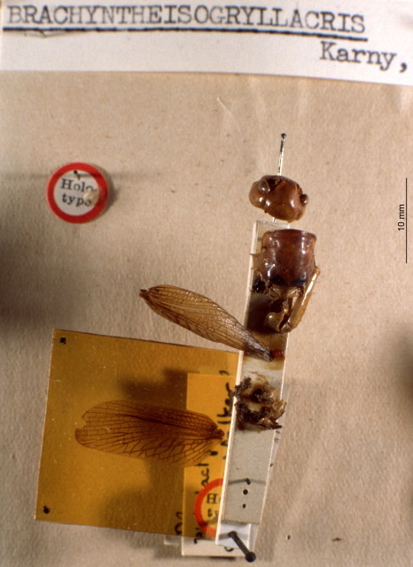 CollectionObject 1516623; 6932852d-613f-42be-b389-2c26f2449027: fragments (holotype). (CollectionObject).