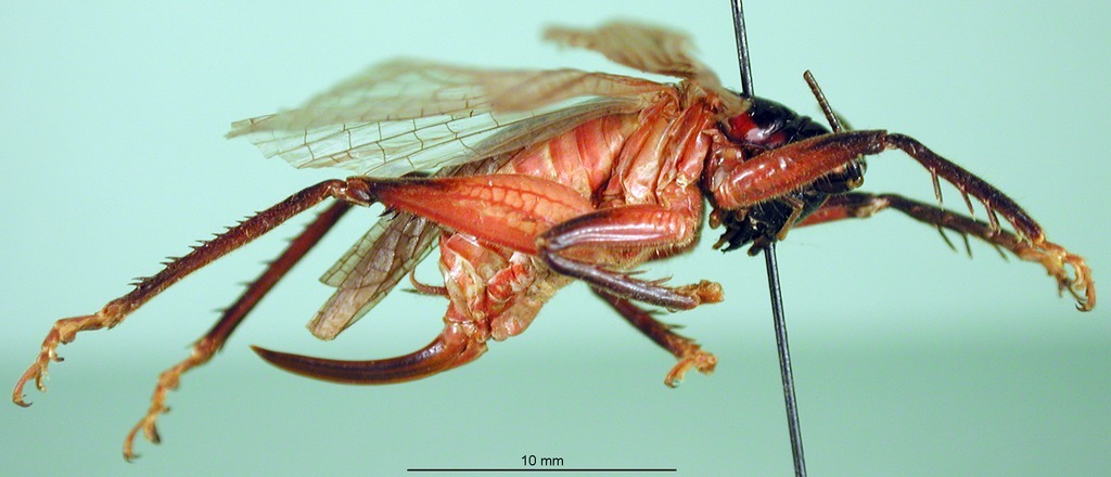 CollectionObject 1500151; 44bad073-2e5a-4176-ae76-704d96fc3e29: female, lateral view (syntype). (CollectionObject).