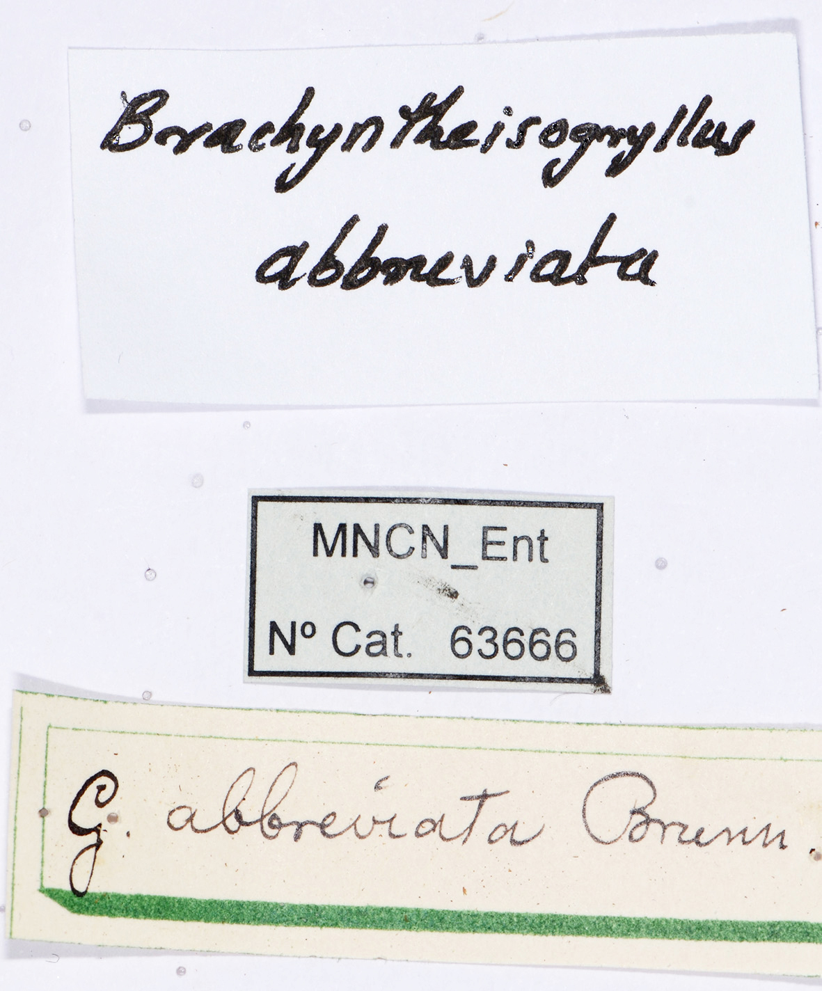 CollectionObject 1585374; bcfa8ead-32be-458f-8f1d-e24a01e4758b: labels. (CollectionObject).