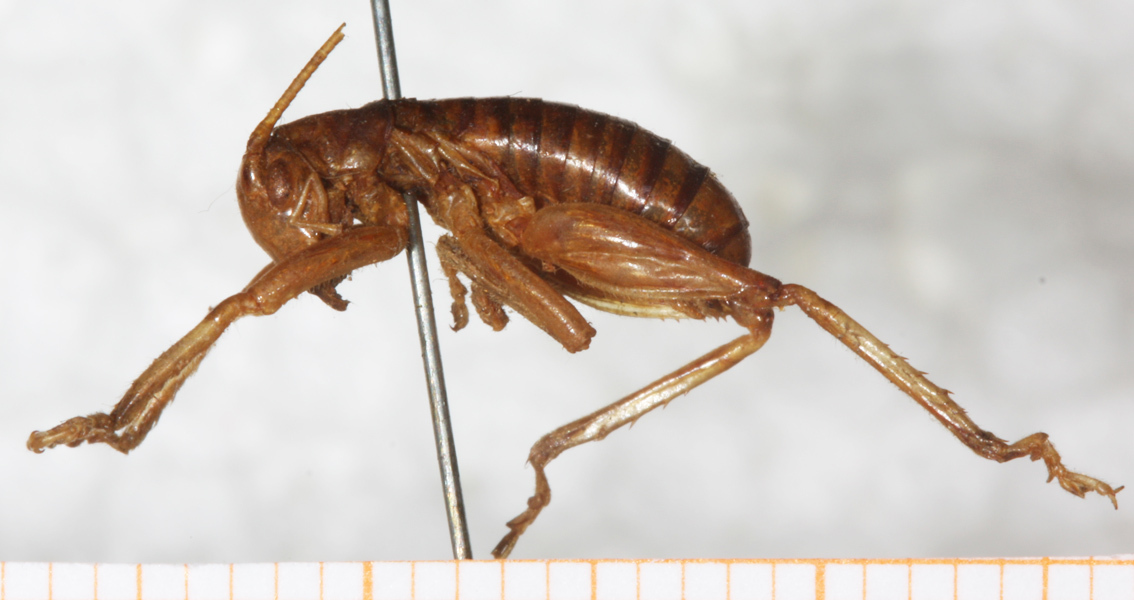 CollectionObject 1533022; NMW 6004, 6d692a96-a0ad-4b85-ac34-9a3144ce3eb9: male, lateral view. (CollectionObject).