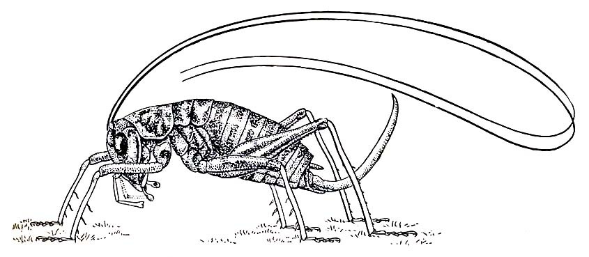 Camptonotus carolinensis (Gerstaecker, 1860): female habitus (body length 12-15 mm). (Otu).