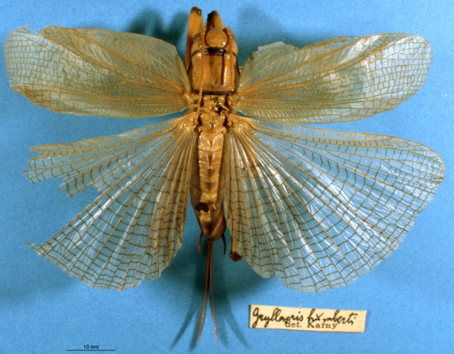 CollectionObject 1520537; 61b2374a-16ba-4f29-9360-f1cd4e254dc8: female, dorsal view. (CollectionObject).
