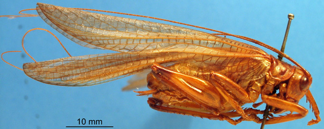 CollectionObject 1505458; 265a54be-add9-4d51-b96d-a0109759bc0c: male, lateral view. (CollectionObject).