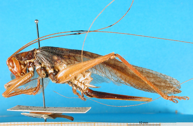 CollectionObject 1500148; b1f18f2c-8148-4a49-91b9-aeaa353fba26: female, lateral view (holotype). (CollectionObject).