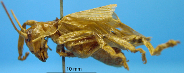 CollectionObject 1530682; 8050dcec-1846-4895-95f7-01468224baf5: male, lateral view (syntype). (CollectionObject).