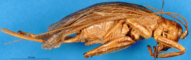 CollectionObject 1505097; b1c88383-967c-4c40-86c0-508864d28cd2: female, lateral view. (CollectionObject).