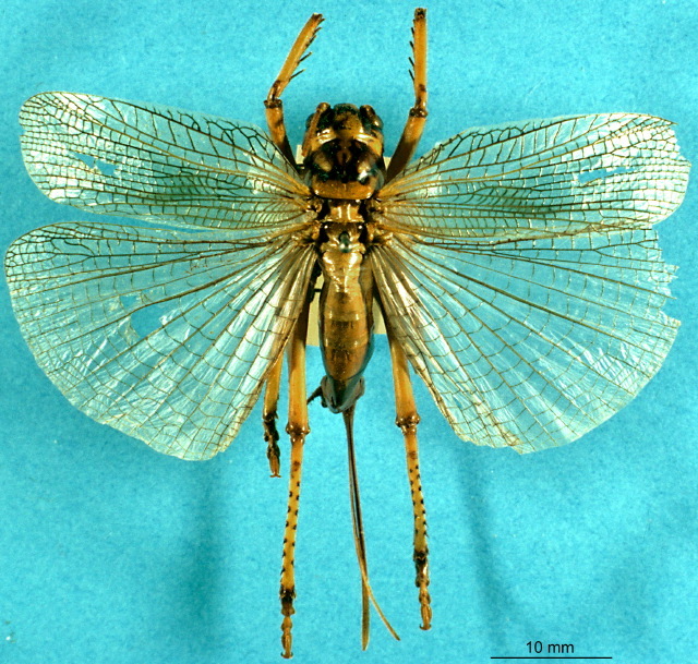CollectionObject 1516629; 96e1aa38-d948-4691-8833-90b55b089821: female, dorsal view (holotype). (CollectionObject).