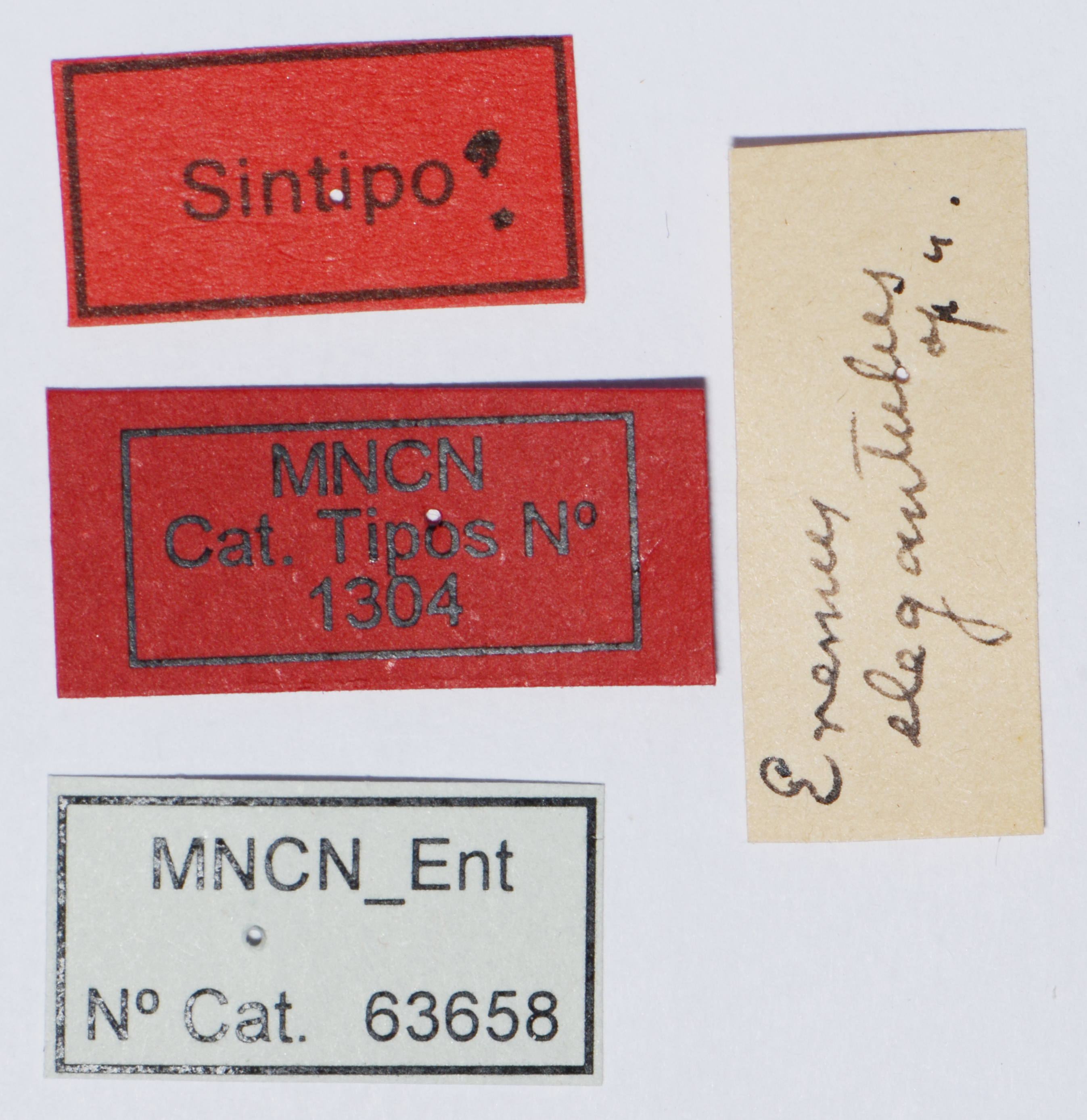 CollectionObject 1585423; 7a324a6f-5633-4ab9-a350-17567deafaa6: labels (syntype). (CollectionObject).