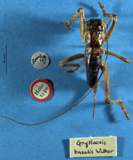 CollectionObject 1516632; 4b27627e-5b07-4507-94a3-85ee34c80b2a: female, dorsal view (holotype). (CollectionObject).