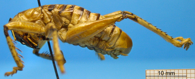 CollectionObject 1530683; 549e96be-b71d-48c0-bc50-bf63320f1099: male, lateral view (syntype of Eremus geniculatus). (CollectionObject).