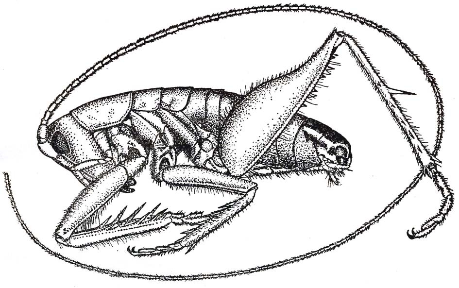 Nippancistroger sinensis Tinkham, 1936: Pl. 17, Fig. 1 (after holotype). male (body length 12 mm). (Otu).