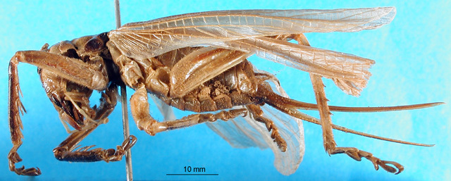 CollectionObject 1500168; 3b171173-ff6a-4c20-b9f9-6856ef12bd45, MfN 1104: female, lateral view (holotype). (CollectionObject).
