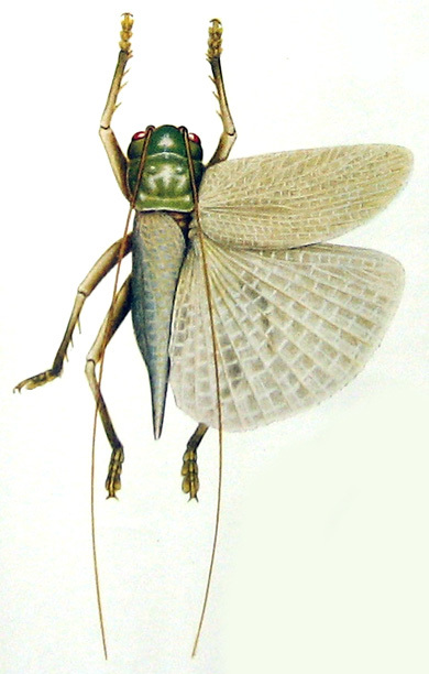 Magnigryllacris malaccensis (Griffini, 1908): Pl. II, Fig. 1. dorsal view. (Otu).