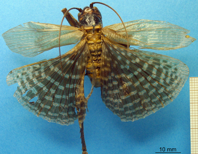 CollectionObject 1530651; 20b89008-6ee2-44ed-844f-91e92bb173be, DORSA SSgrymoeHTM: male, dorsal view (holotype). (CollectionObject).