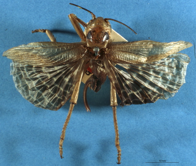 Eugryllacris vittipes lineosa (Walker, 1869): female Habitus dorsal view (holotype). (Otu).