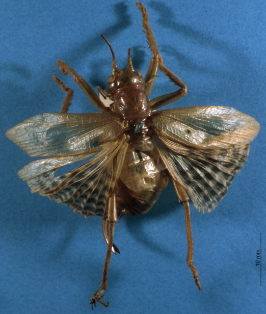 CollectionObject 1516636; 8f85de40-90c2-4904-99ce-2b64d15f88c8: female, dorsal view (holotype). (CollectionObject).
