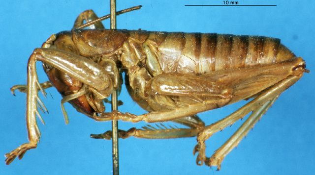 CollectionObject 1507144; 17c29048-7293-4a66-8013-e41368e6c1e9: male, lateral view. (CollectionObject).