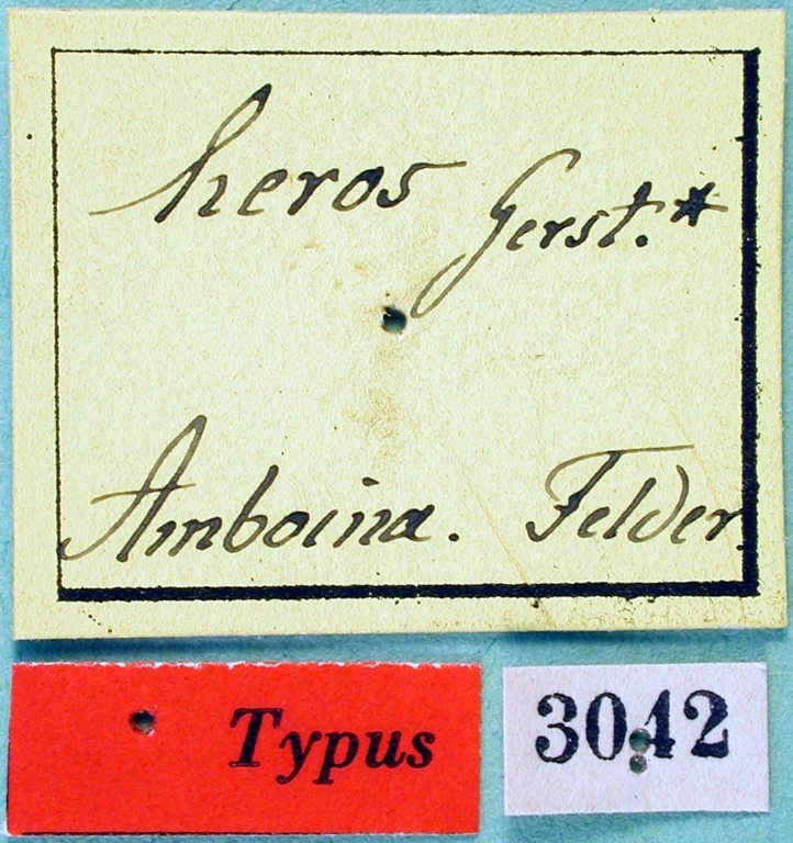 CollectionObject 1500176; 923a97bf-b74e-4660-9daf-5bf4df9fd112, MfN 3042: labels (holotype). (CollectionObject).
