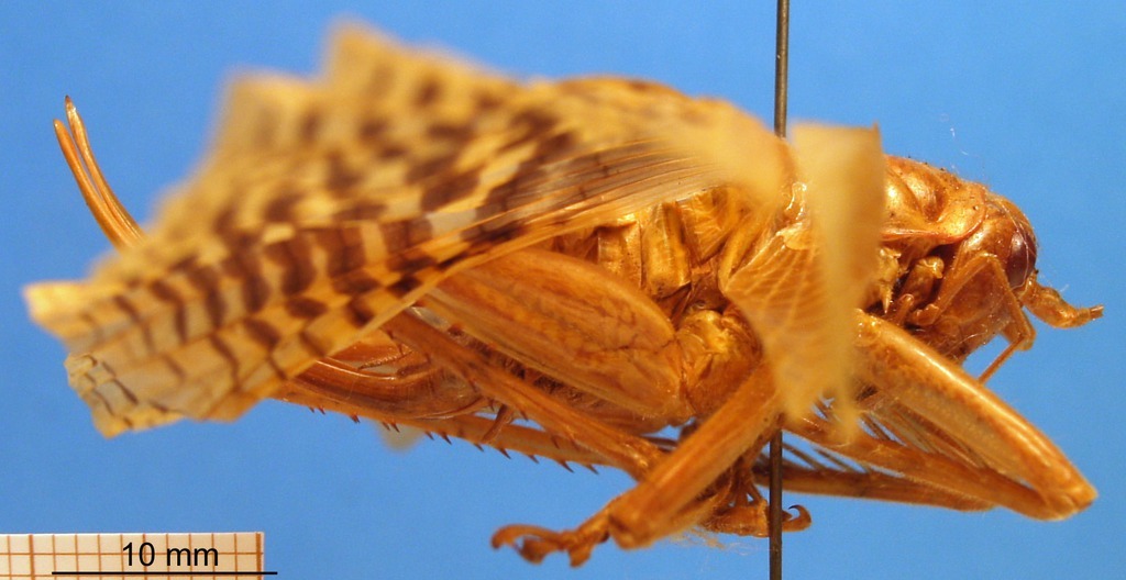 CollectionObject 1505254; 8555300a-128a-471b-8705-2931eab678a4: female, lateral view (syntype). (CollectionObject).