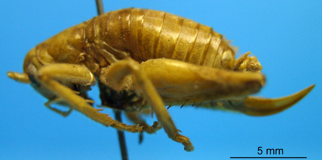 CollectionObject 1530684; 7c2fc0df-65b1-4a77-9fa2-e8c6130bcffe: female, lateral view (syntype). (CollectionObject).