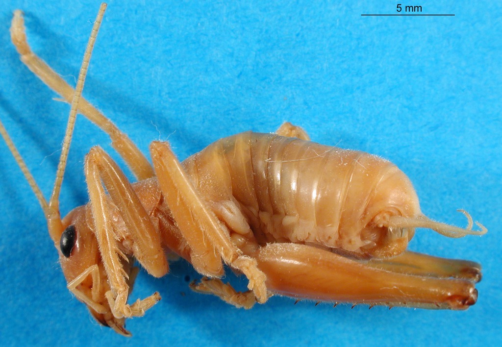 CollectionObject 1500180; 2d2a622b-63c2-438c-95ed-ddd5dc16b68a: male, lateral view (syntype). (CollectionObject).