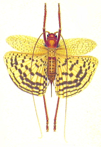 Gryllacris (Gryllacris) solutifascia Karny, 1937: Pl. I, Fig. 3. female (holotype). (Otu).