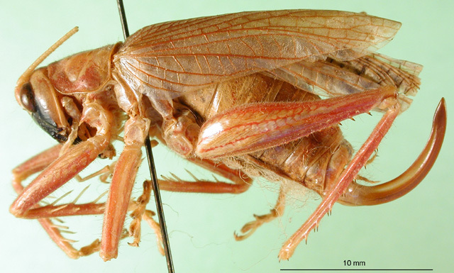 CollectionObject 1502572; 3a408f7b-c272-469d-b31b-624bcd60576b: female, lateral view. (CollectionObject).